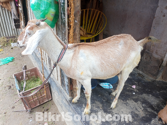 একটি সুন্দর ছাগল